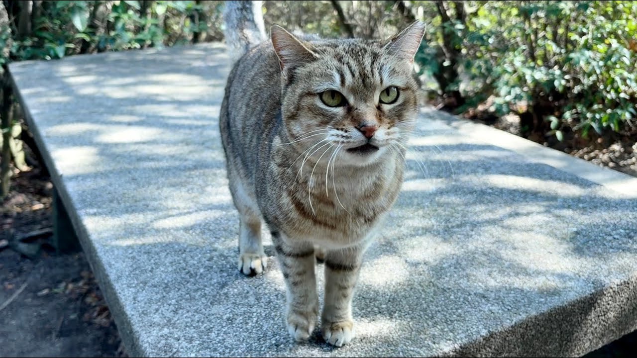 ニャッフーアウアウおしゃべり猫きなこの話がぜんぜん止まらない
