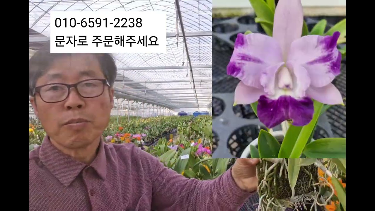 2026년2월23일  도꾜매직, 웬젤리, 깅기아눔, 덴드로비움 