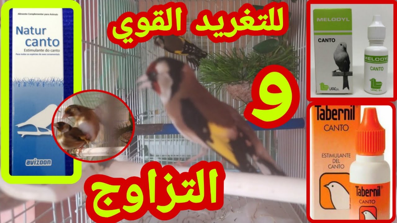 تجهيز الحسون لموسم التزاوج موسم 2022 🔥🔥 الحل النهائي للبيض الغير مخصب 🔥🔥🔥