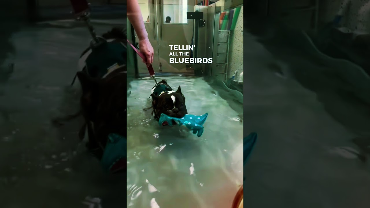 Nothing slows down Moo Moo! From spinal surgery to full-speed hydro sessions!