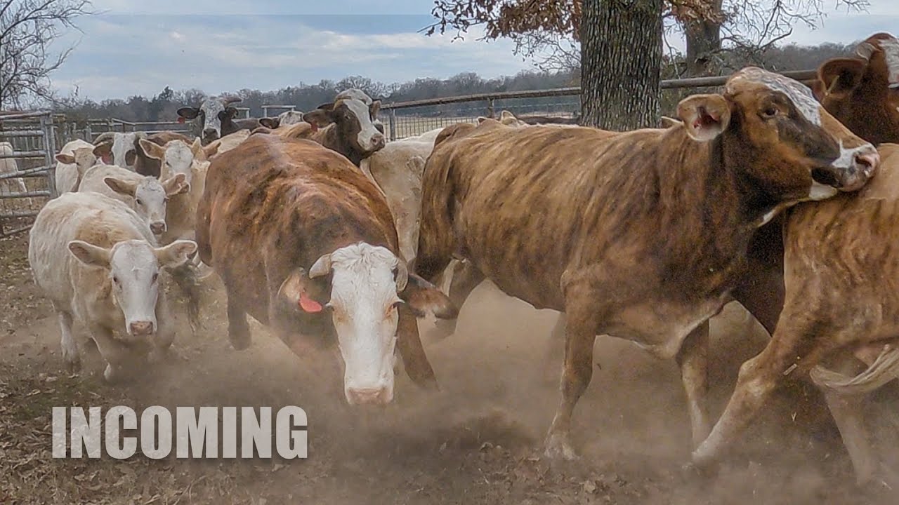 Полоски тигра никогда не упрощают задачу