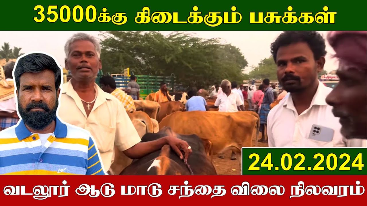 24.02.2024 | 35000க்கு கிடைக்கும் பசுக்கள் | வடலூர் ஆடு மாடு சந்தை நிலவரம் | KEERTHI VLOG