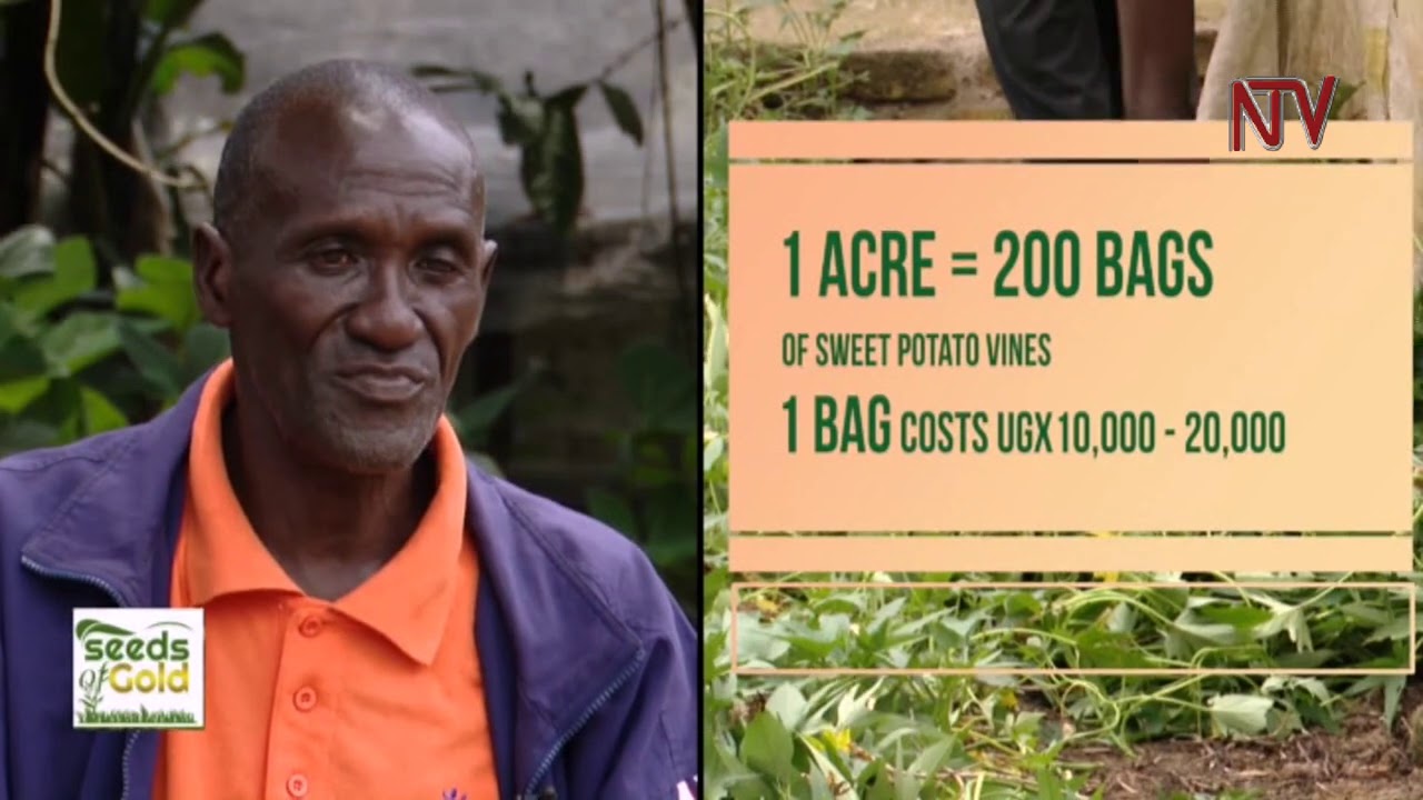 Tips on sweat potato farming | SEEDS OF GOLD