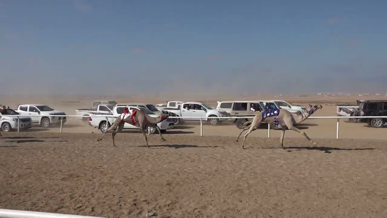 الشوط الخامس حقايق قعدان 3 كم ( مغادر/ مشعل بن صالح البلوي )
