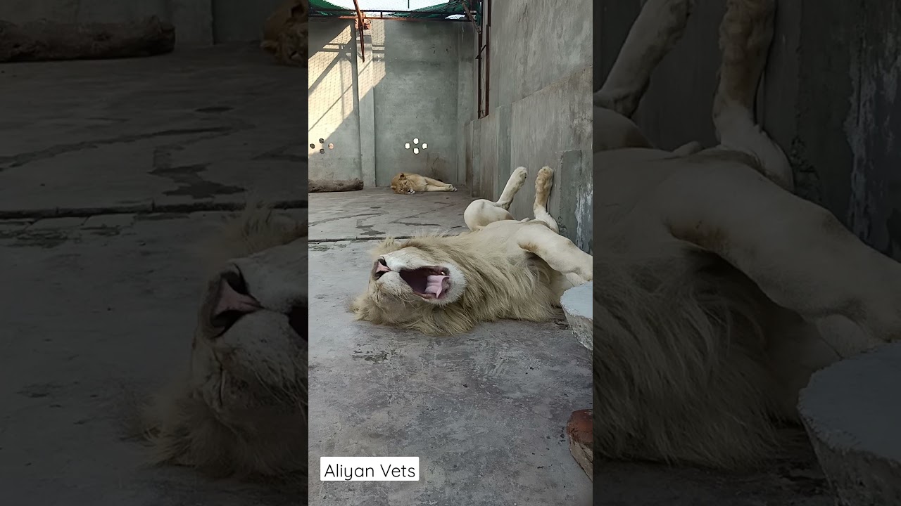 Giant White lion taking a nap | Aliyan wildlife Vets In Pakistan | White Lions in Pakistan