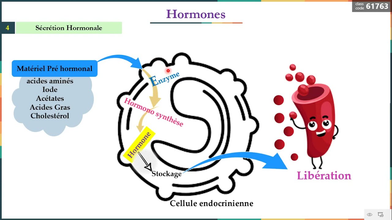 Leçon 6  Hormones 2