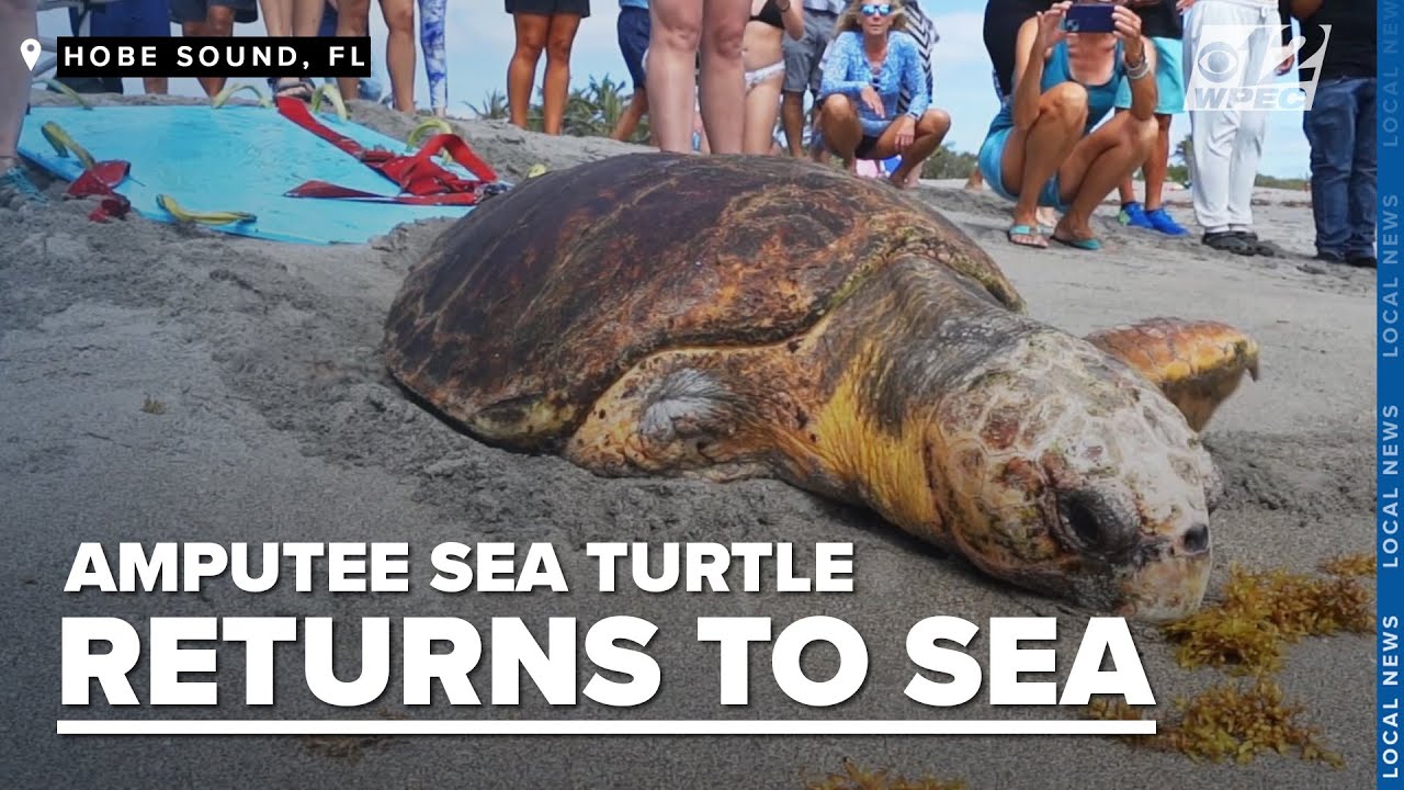 Sea turtle returns to sea after flipper amputation recovery