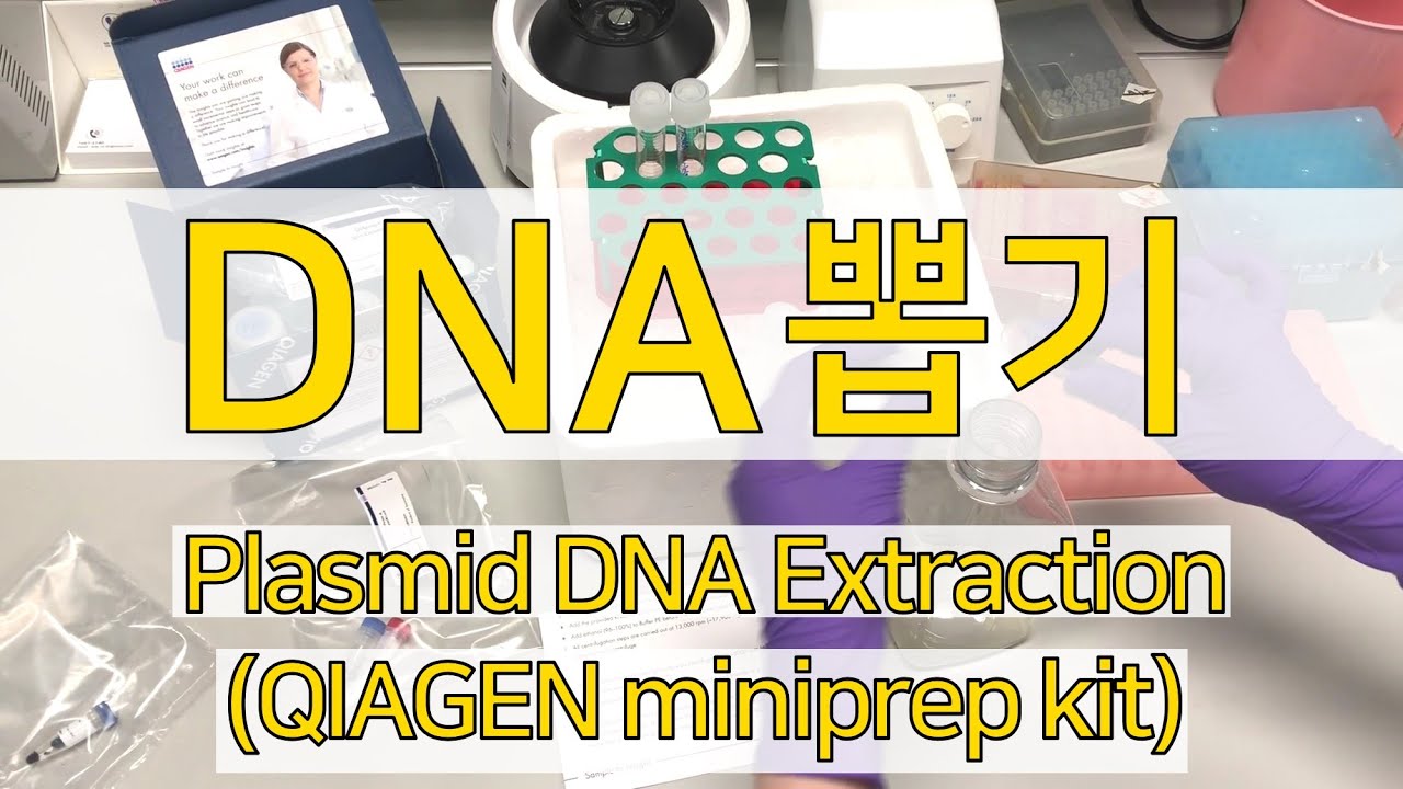 How to Miniprep (Qiagen spin kit) DNA 추출실험