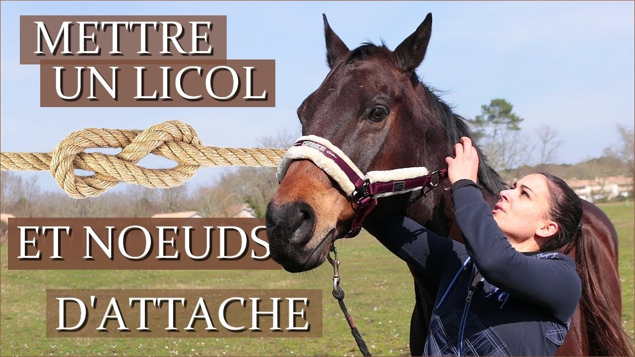 METTRE UN LICOL ET FAIRE UN NŒUD D'ATTACHE -
