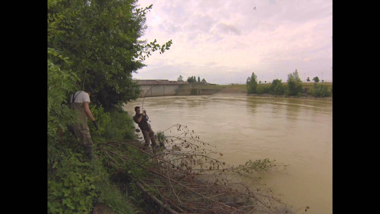 Silures 2m17 et 2m15 en Garonne (Golfech, 82) avec le site Fish On