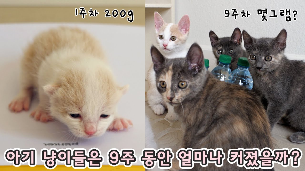 아기 고양이들은 9주 동안 얼마나 컸을까? 몸무게 재기