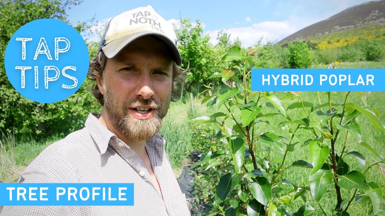 TREE PROFILE - HYBRID POPLAR |  USE & PROPAGATION