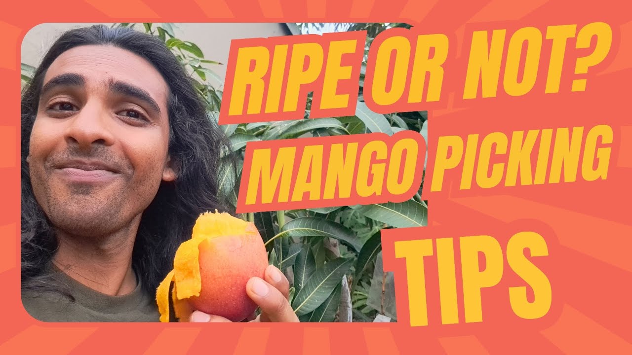 When to Pick Mangoes: A Raw Vegan's Guide to Perfect Harvesting 🥭