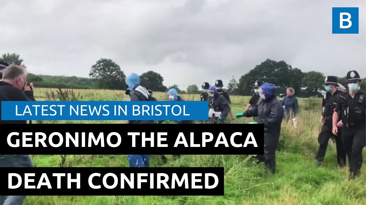 Death of Geronimo the Alpaca confirmed