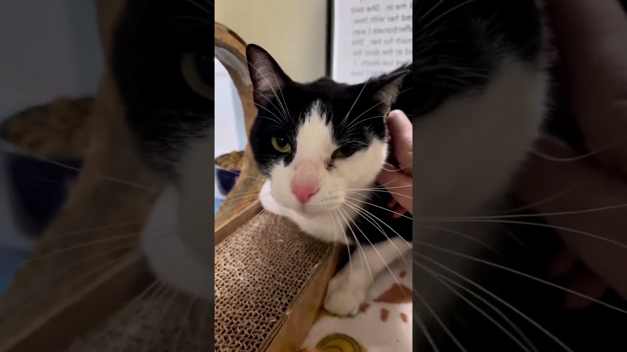 Too affectionate. That’s the reason Jerry the cat was given up 🥺 Luckily, he’s been adopted now! ❤️