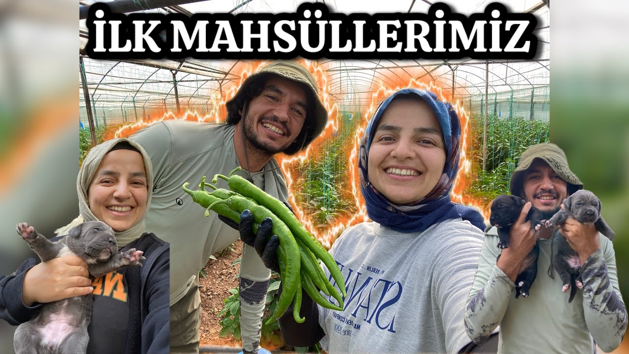 SERADA İLK BİBERLER TOPLANIYOR - VLOG / CANE CORSO PUPPY