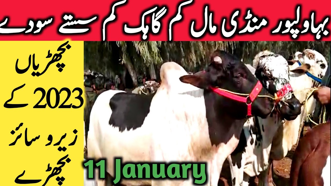 Bahawalpur Cattle Markeet Cholistani Vip Zero Size Bachre Bachrian || Global Village Farming
