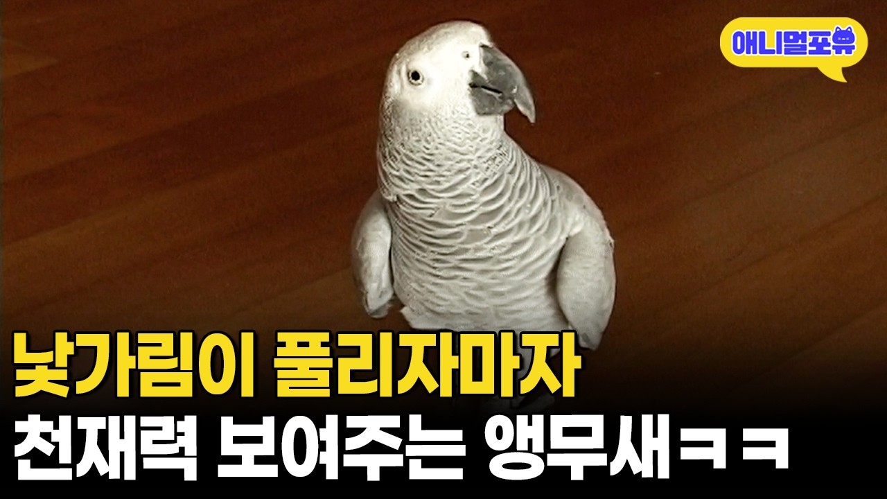 역대급 개인기 부자 앵무새 등장 **단 낯을 심하게 가림**ㅣKBS 오천만의 일급비밀 070216 방송