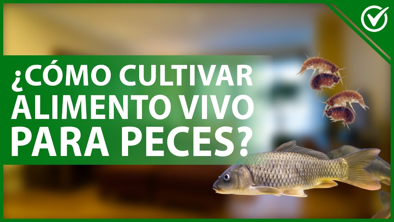 🐠​ ¿Cómo cultivar ALIMENTO VIVO para PECES? - Tipos y sus cuidados 🐠​