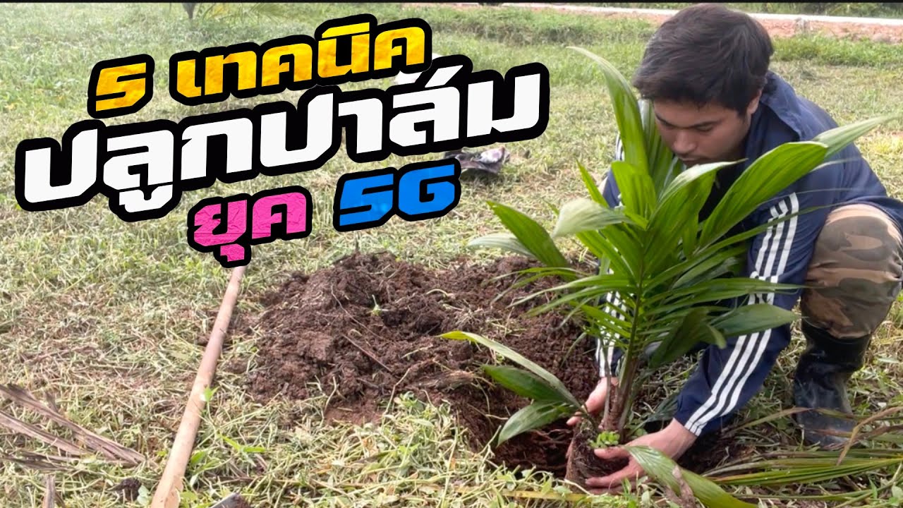 ปลูกปาล์มอย่างไรให้โตไว | 5 เทคนิค เลือกพันธุ์ ปลูก ใส่ปุ๋ย พรวนดิน รดน้ำ ให้ได้ผลผลิตสูง