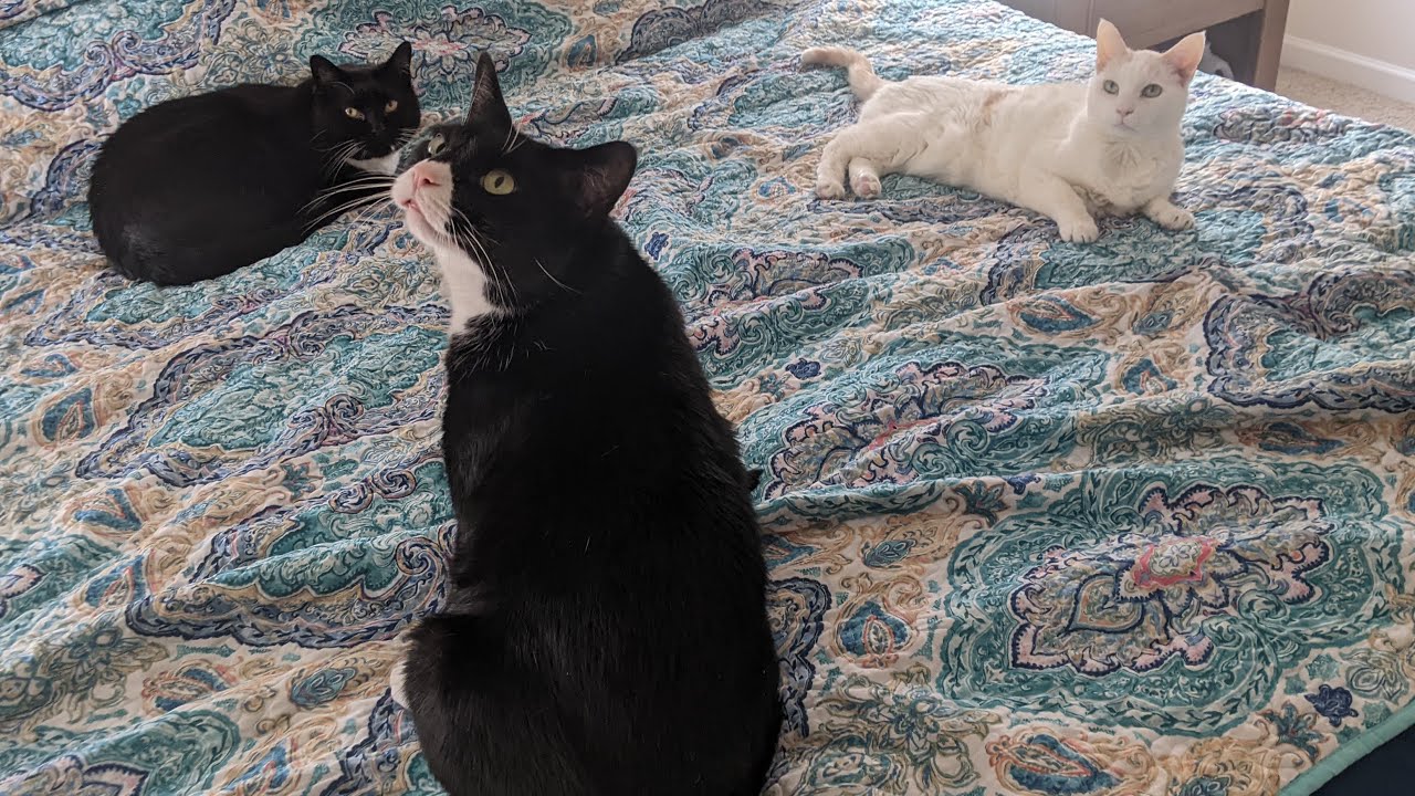 A place for cat lovers 