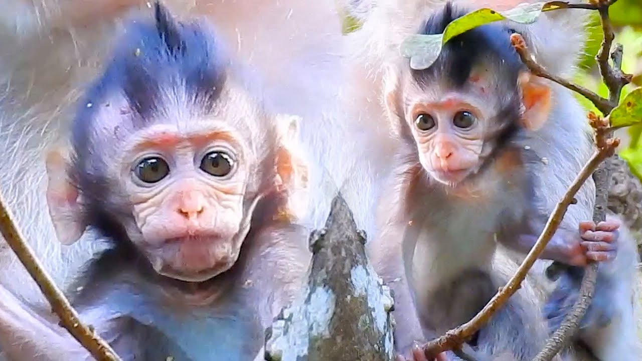 Cute baby face sitting on a tall tree with mother