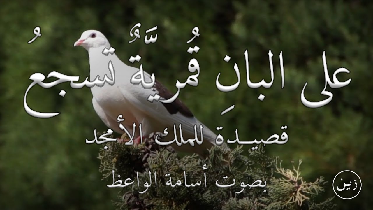 على البانِ قُمريَّةٌ تسجعُ - قصيدة للملك الأمجد - مع شرح مبسط | بصوت أسامة الواعظ
