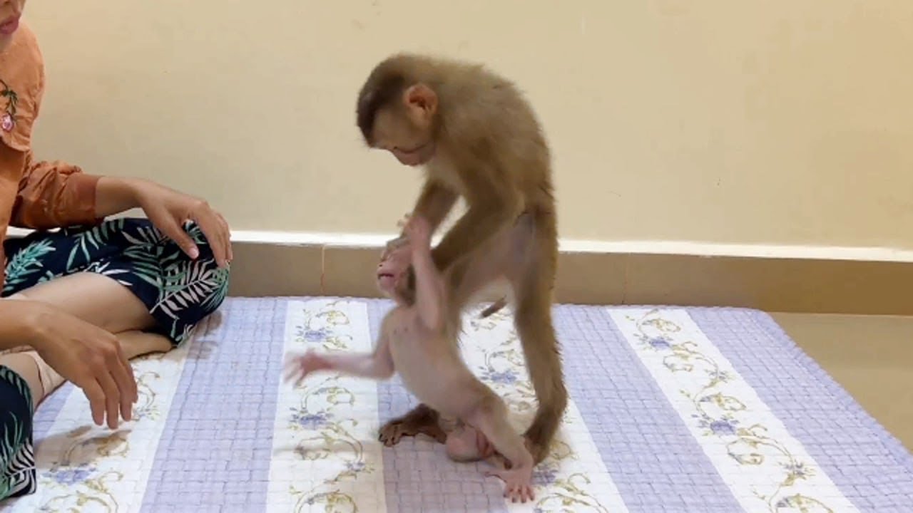 Pavpav Raise Hand Ask Mom For Help From Sis Jenny F-ght Him