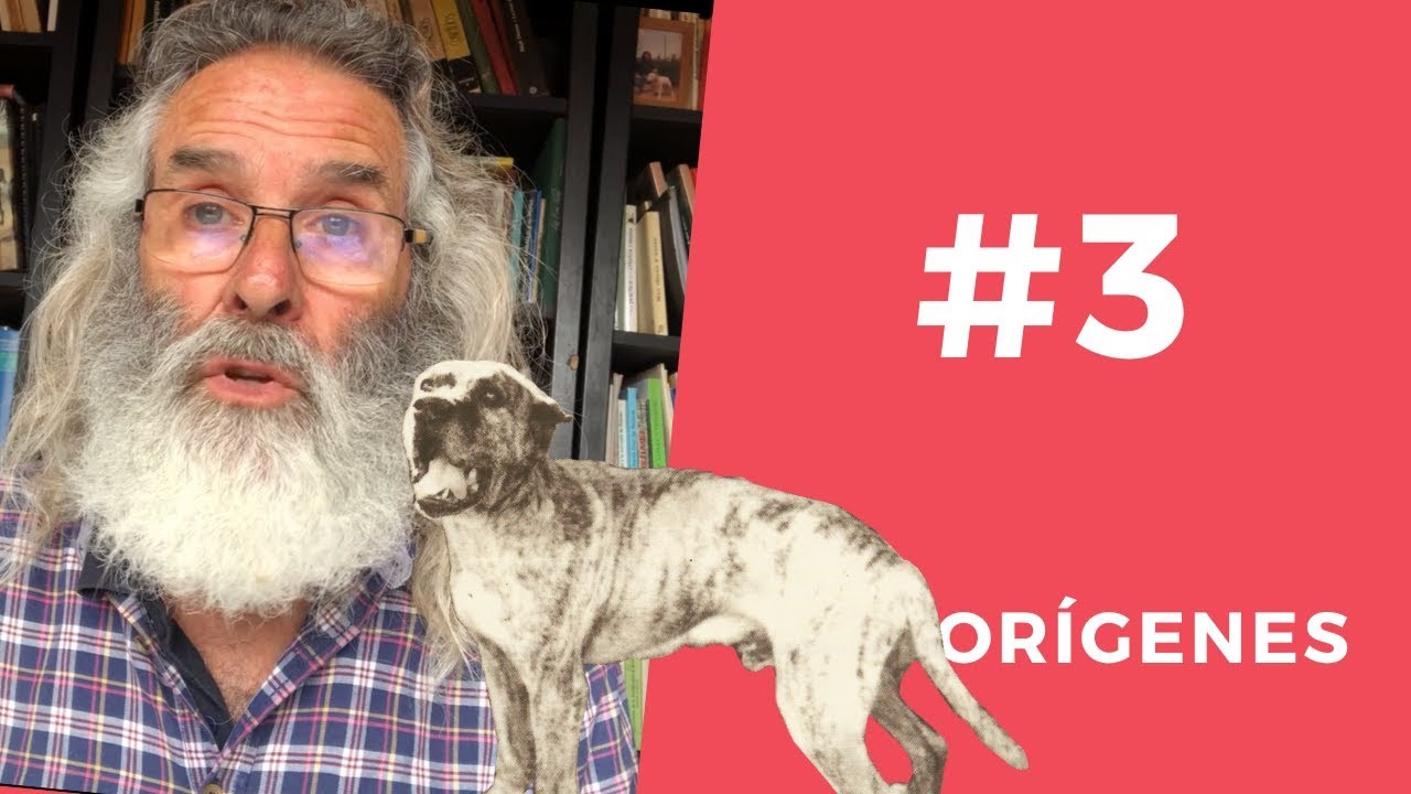 ORÍGENES del PERRO de PRESA CANARIO | Manuel Curtó Gracia