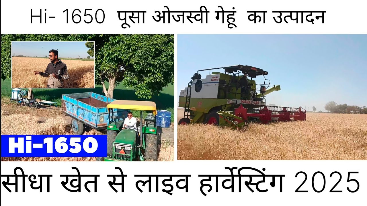 Hi 1650 पूसा ओजस्वी गेहूं का उत्पादन, hi 1650 गेहूं की लाइव हार्वेस्टिंग 2025,hi 1650 गेहूं उत्पादन