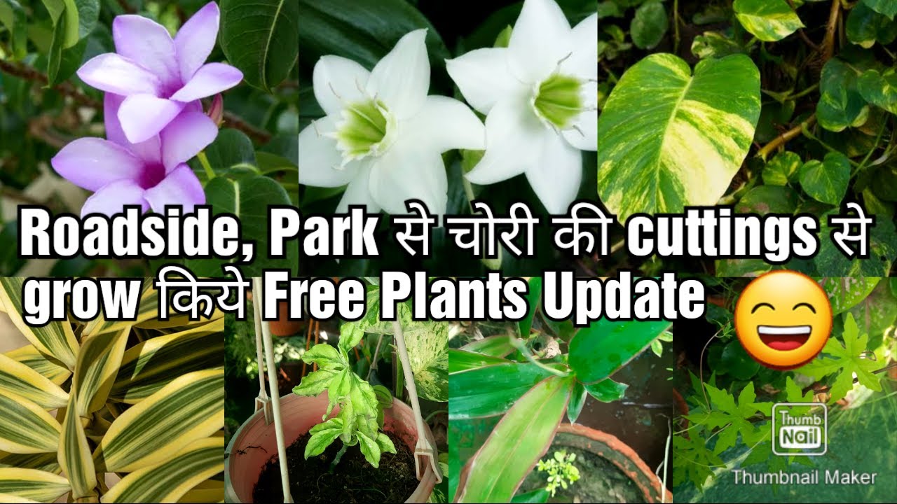 Roadside, Park से चोरी की cuttings से grow किये Free Plants Update 😂💁‍♀️