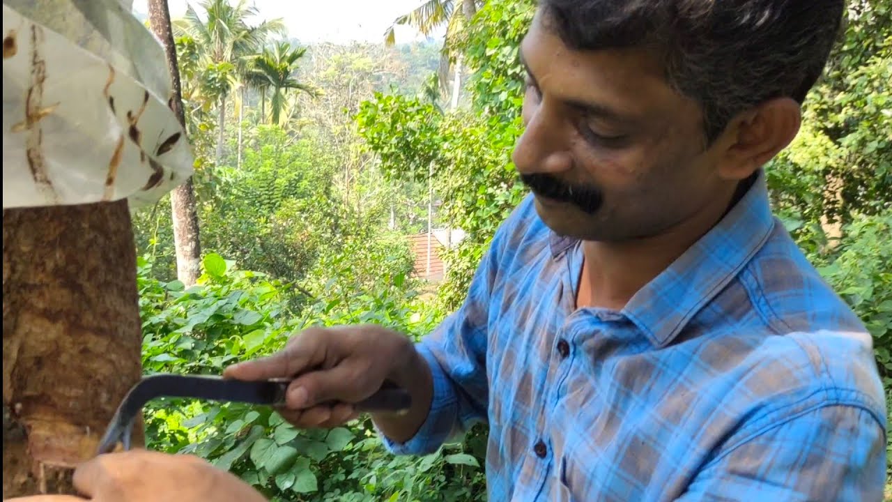 (32)An expert rubber tapper doing tapping with Jebong knife