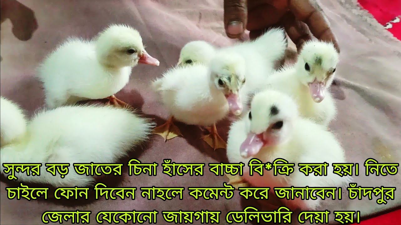 সেনা হাসের বাচ্চা 🐣🦢 Chinese duckling
