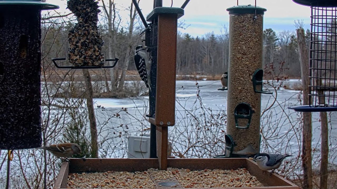Nuthatches, Titmice, Chickadees, & Sparrows Flock In Bunches To Cornell Feeders | Jan. 12, 2026