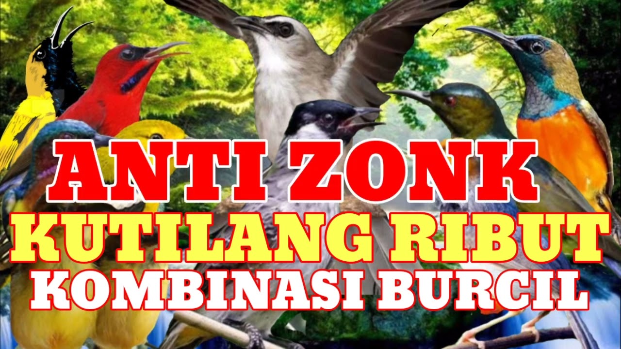 suara pikat kutilang ribut kombinasi burcil ||sadis semua burung pasti ngumpul dengar suara ini