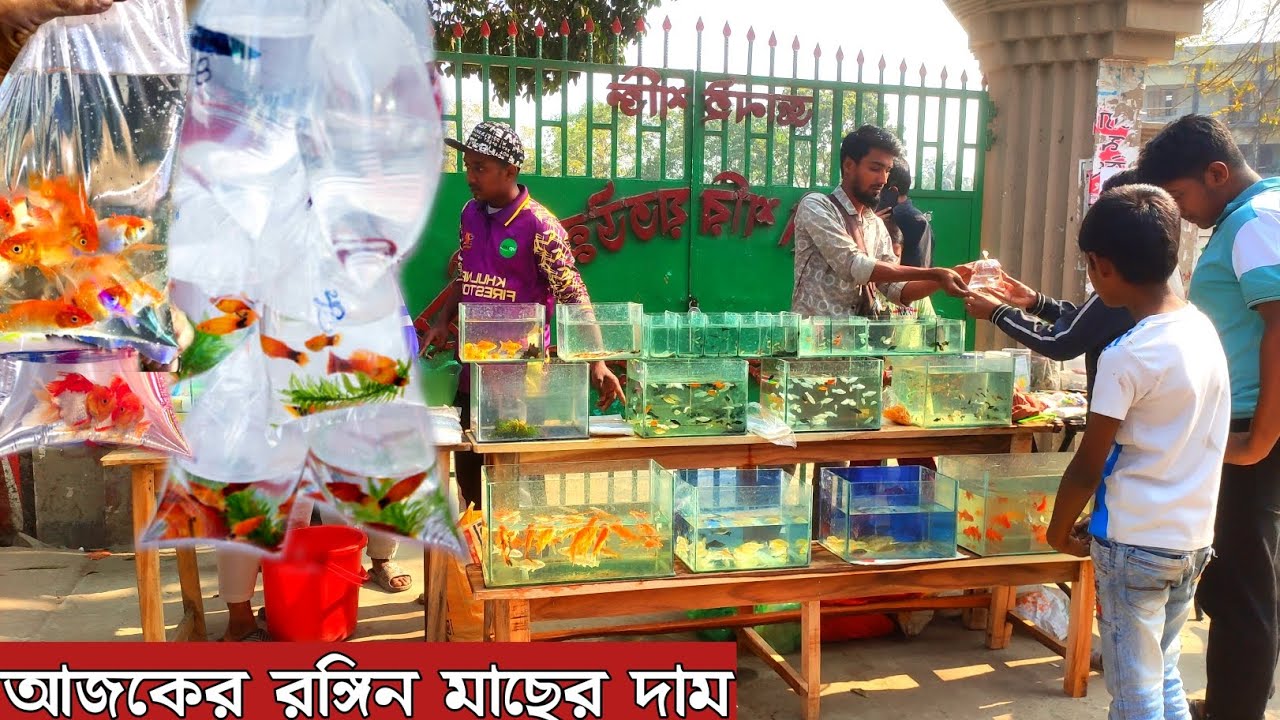 Aquarium Fish Price In Noyabati 2026| 🐠🐠Aquarium Fish Price | Aquarium | Aquarium Fish Price In BD🐠🐠