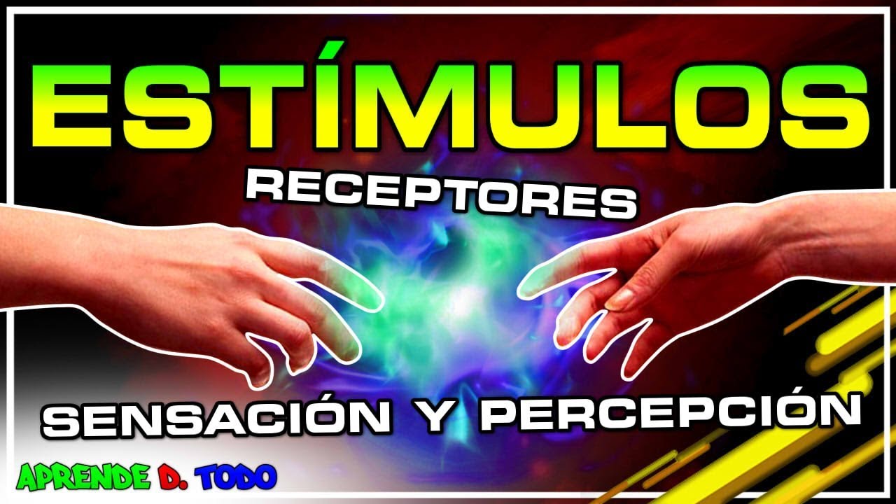 Receptores y est&iacute;mulos | los sentidos | sensaci&oacute;n y percepci&oacute;n - Biolog&iacute;a