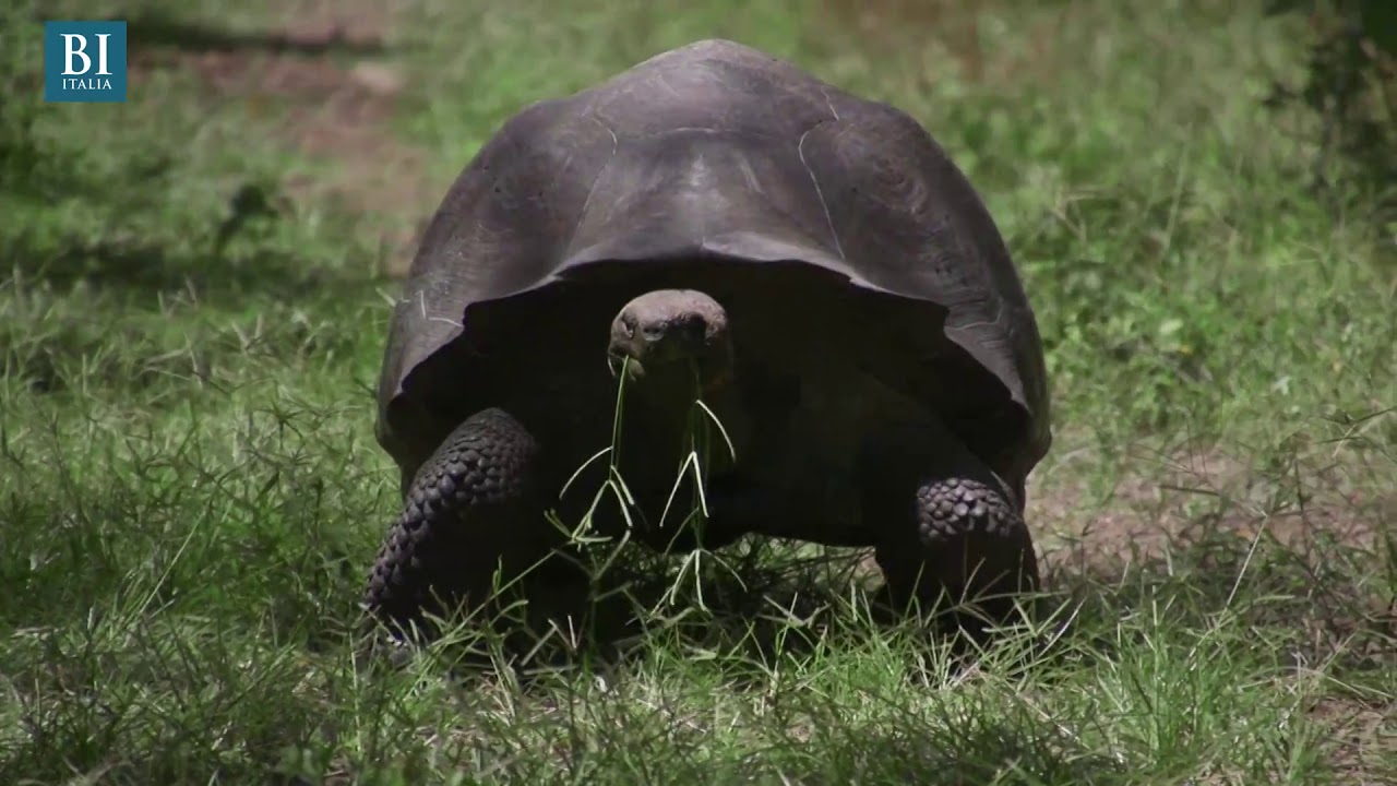 Scoperta alle Galapagos una tartaruga gigante creduta estinta da oltre 100 anni | Insider Italiano