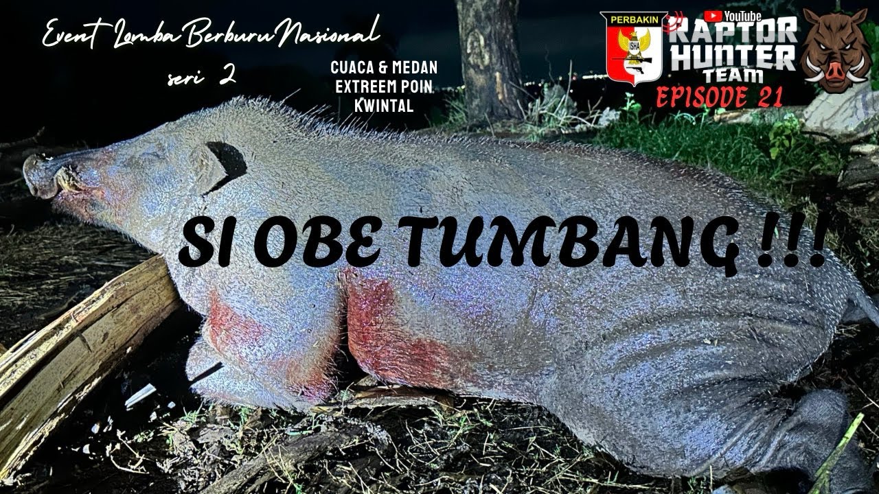 BERBURU BABI BESAR di Event Lomba Berburu Nasional PIALA KETUM PERBAKIN ( EPS 21 ) TOP WILD BOAR