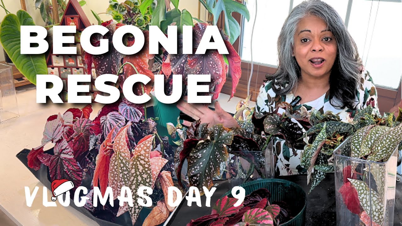 Begonias need saving… so today, we rescue. | Vlogmas Day 9