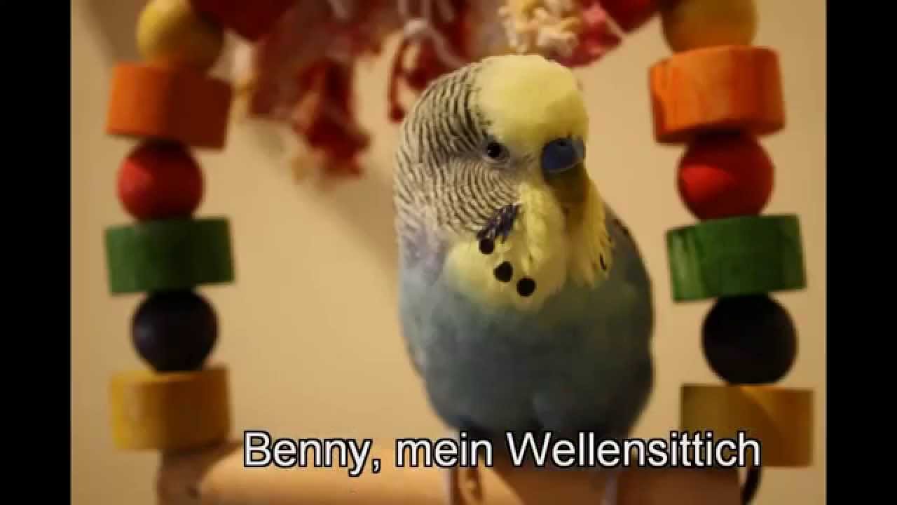 Wellensittich handzahm - Fotos