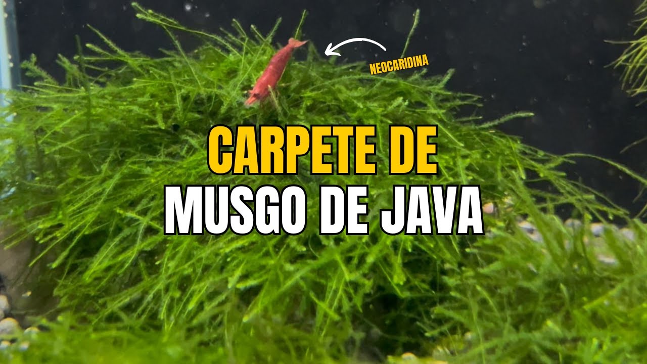 COMO FAZER UM CARPETE DE MUSGO DE JAVA