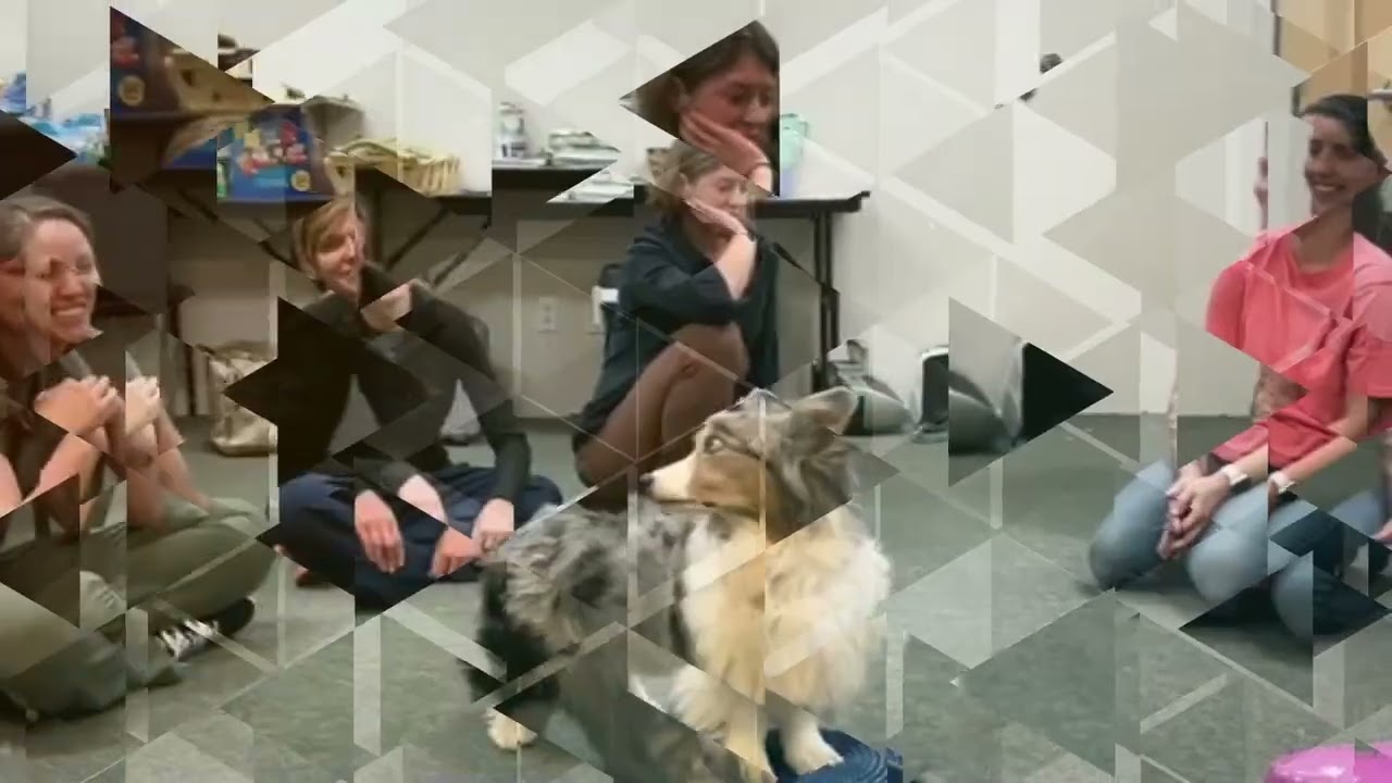 Expanding Physical Therapy Into Canine Care