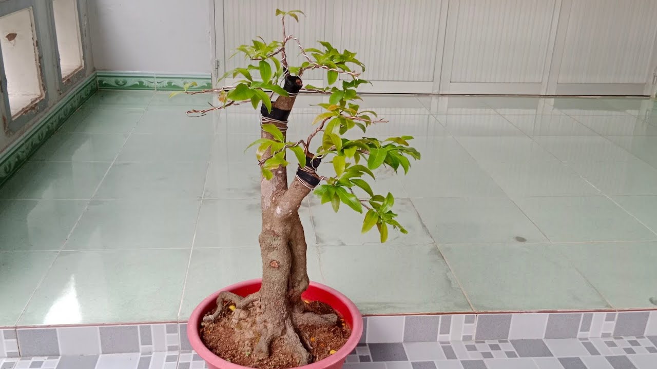 Tứ quý ghép, tứ quý mini ngày 24/2 ☎️ Zalo nhân 0343437062