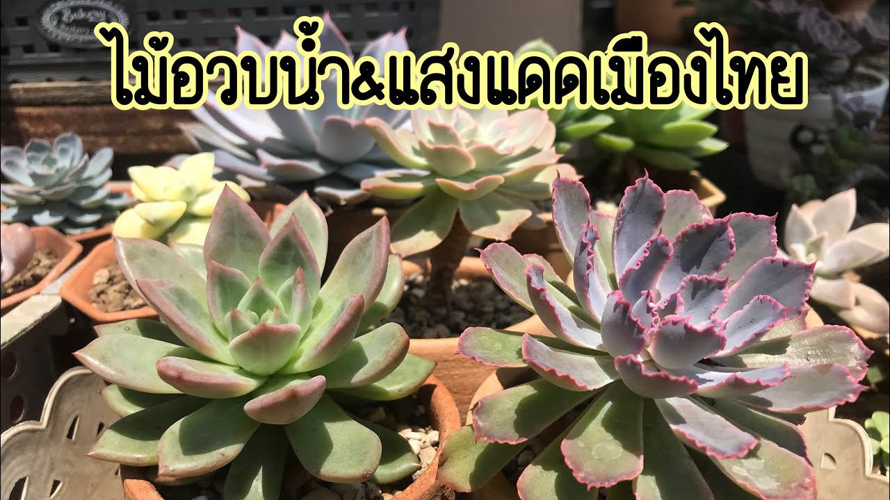ไม้อวบน้ำกับแสงแดดในฤดูร้อนของประเทศไทย🌿☀️☀️🇹🇭🥹🥰