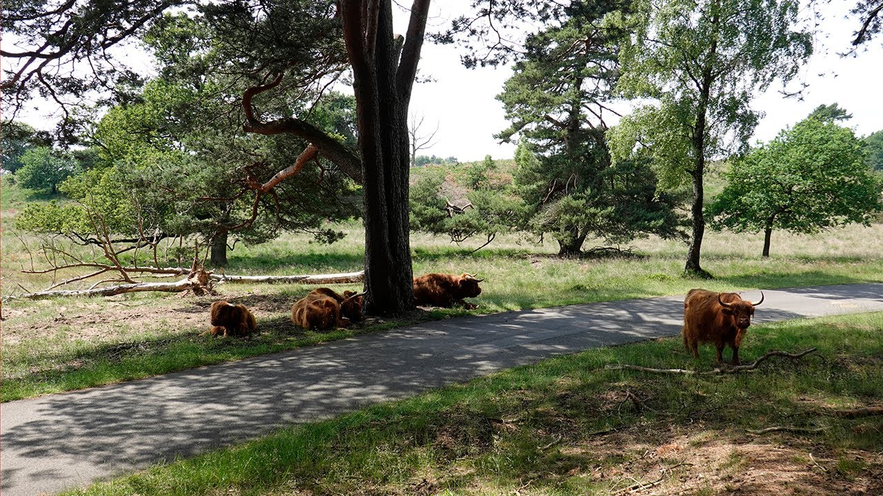 Fietstocht over de Veluwezoom