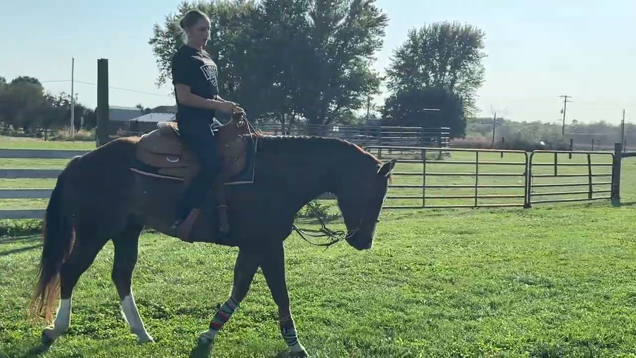 Preslee Tauer-Horsemanship Schooling