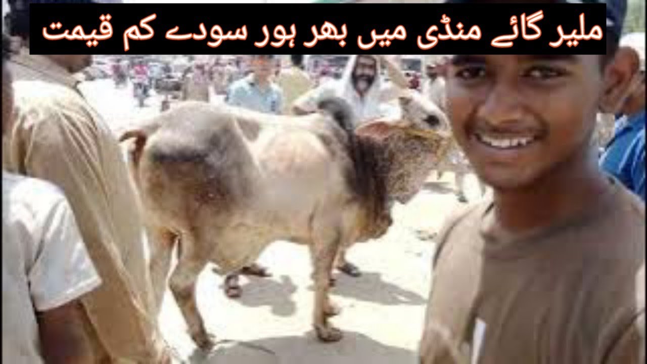 Malir Mandi Cow & Bull For  Qurbani 2024 28 may Current Price Soday Hi Soday Malir Gaye Mandi
