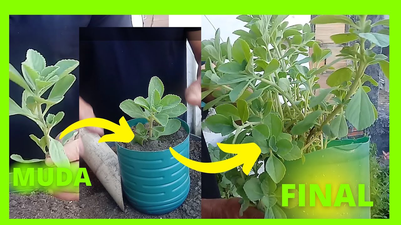 COMO PLANTAR MUDA DE BOLDO EM VASO PASSO A PASSO