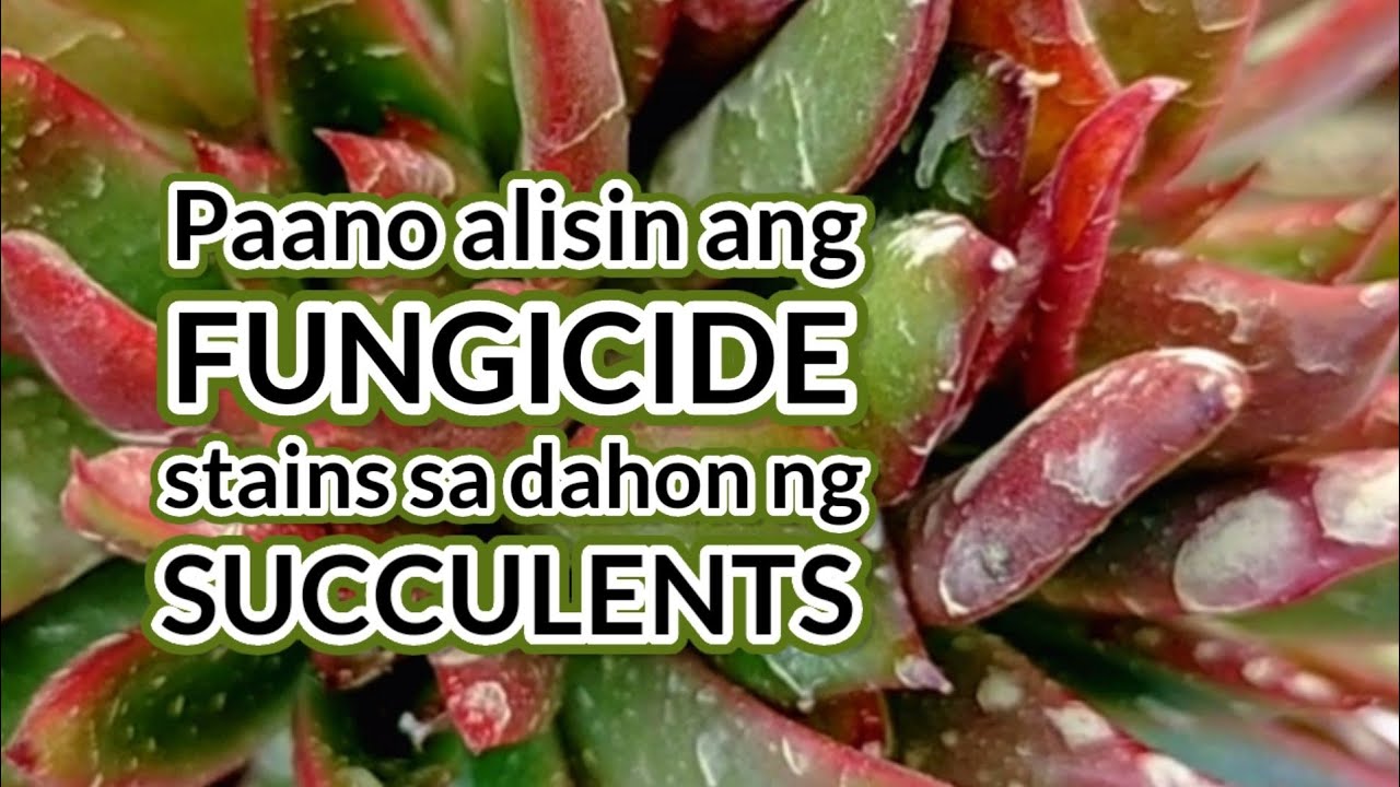 Paano alisin ang Fungicide stains sa mga Succulents? || Remove Fungicide stains on Succulents fast